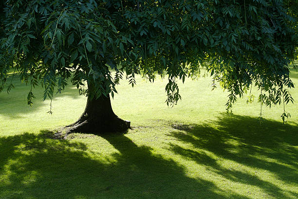 Large tree providing shade on a sunny day