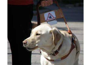 Person holding harness strapped to a dog.
